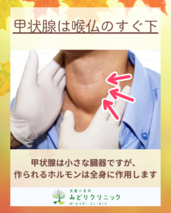 甲状腺の血液検査について_解剖学的位置