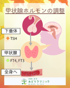 甲状腺の血液検査について_ホルモン調整