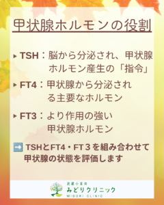 甲状腺の血液検査について_ホルモンの役割